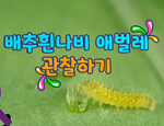 과학3-1-3-3(배추흰나비 애벌레 관찰하기)