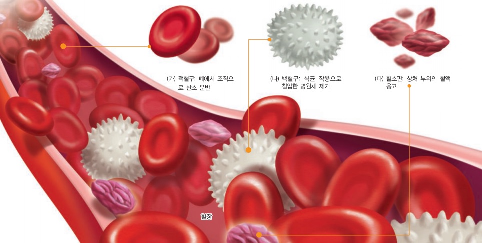 금성출판사 :: 티칭백과