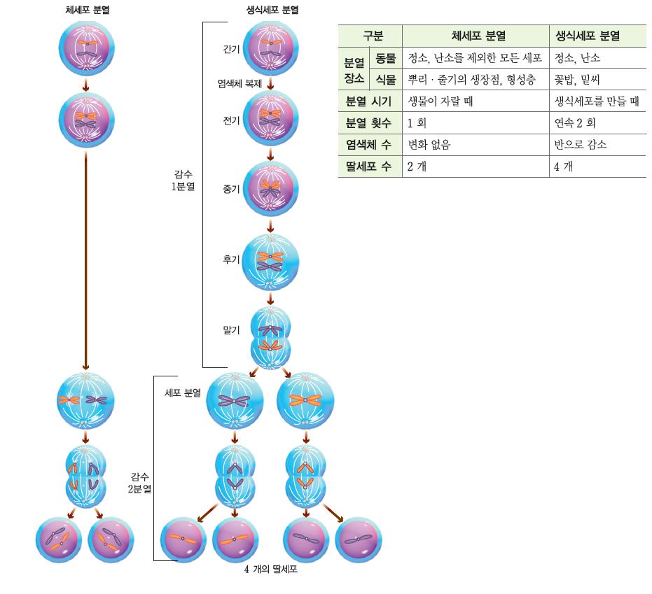 금성출판사 :: 티칭백과